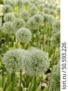 Giant ornamental onion (botanical name: Allium giganteum), as big as softballs, in mid spring garden, northern Illinois (selective focus) Стоковое фото, агентство Ingram Publishing / Фотобанк Лори