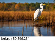 Great white egret standing in marshland pond with autumn foliage. Стоковое AI-изображение, AI-художник Иван Рябоконь / Фотобанк Лори