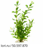 Hygrophila corymbosa growing on white background. Стоковое AI-изображение, AI-художник Иван Рябоконь / Фотобанк Лори