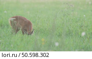 Косуля европейская (Capreolus capreolus) Стоковое видео, видеограф Дмитрий Якубович / Фотобанк Лори