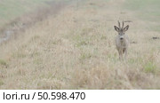 Косуля европейская (Capreolus capreolus) Стоковое видео, видеограф Дмитрий Якубович / Фотобанк Лори