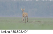 Косуля европейская (Capreolus capreolus) Стоковое видео, видеограф Дмитрий Якубович / Фотобанк Лори