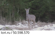 Косуля европейская (Capreolus capreolus) Стоковое видео, видеограф Дмитрий Якубович / Фотобанк Лори