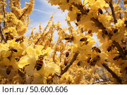 Bees pollinating yellow flowers on a sunny day. Стоковое AI-изображение, AI-художник Иван Рябоконь / Фотобанк Лори