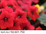 Red petunia in botanical garden as natural background. Стоковое фото, фотограф Елена  Попкова / Фотобанк Лори
