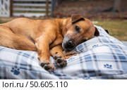 Tired old dog lying on a comfortable dog bed outdoors and staring at camera. Стоковое фото, агентство Ingram Publishing / Фотобанк Лори