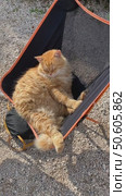 Fluffy ginger cat lounging in a chair outdoors, displaying relaxation and comfort. Стоковое видео, видеограф Анастасия Золотницкая / Фотобанк Лори