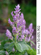 Vibrant clary sage blossoms in a summer garden. Vertical crop. Стоковое фото, фотограф Elena Grishina / Фотобанк Лори