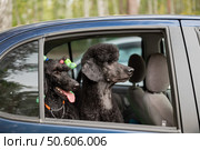 Two black poodles looking out the car window with green toy in hair. Стоковое фото, фотограф Светлана Акифьева / Фотобанк Лори