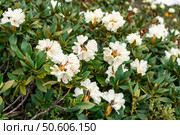 Scenic view of white rhododendrons flourishing in spring, with delicate petals and red stamens , rich green foliage , seasonal blooming in garden or wild setting Rhododendron caucasicum. Стоковое фото, фотограф Елена Гоосен / Фотобанк Лори