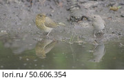 Зарянка или малиновка молодая птица в лесу, Erithacus rubecula. Стоковое видео, видеограф Дмитрий Якубович / Фотобанк Лори