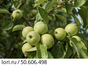 Young green apples ripening on a tree branch. Blurred background. Close-up. Стоковое фото, фотограф Сергей Ерастов / Фотобанк Лори