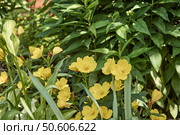 Oenothera shrubby perennial blooms in the garden. Стоковое фото, фотограф Сергей Ерастов / Фотобанк Лори