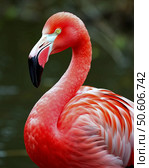 The Red Flamingo (Lat. Phoenicopterus ruber) is a species of bird from the flamingo family. The Red Flamingo is the largest and brightest representative of the family: the head, neck and chest are painted dark pink. The beak is also reddish-pink, with a black tip. Стоковое AI-изображение, AI-художник Сергей Елизарьев / Фотобанк Лори
