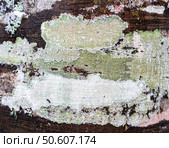 Close-up view of textured tree bark displaying various shades of of Crustose and foliose lichen, highlighting the intricate patterns and natural beauty of the forest environment. Стоковое фото, фотограф Елена Гоосен / Фотобанк Лори