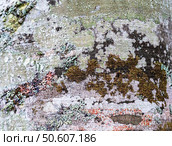 Close-up view of textured tree bark covered in various crustose and foliose lichen species, showcasing intricate patterns and colors, highlighting nature's beauty and ecological diversity. Стоковое фото, фотограф Елена Гоосен / Фотобанк Лори