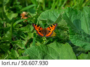 Small Tortoiseshell butterfly taken in Altai Region. Стоковое фото, фотограф Саблин Станислав / Фотобанк Лори