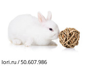 Small decorative rabbit of white color sniffs a toy made of straw in the shape of a ball isolated on white background. Стоковое фото, фотограф Сергей Чайко / Фотобанк Лори
