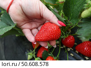 Сбор спелых ягод клубники с куста. Стоковое фото, фотограф Дмитрий Феоктистов / ТАСС / Фотобанк Лори
