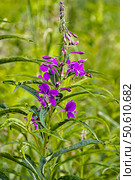 Иван-чай (Chamerion angustifolium) и  пчела у цветка на луговом фоне. Стоковое фото, фотограф Владимир Шипикин / Фотобанк Лори