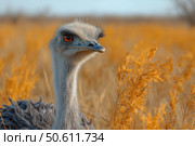 Close-up of an ostrich against a golden dry field. The bird looks straight at the camera with an expressive gaze and distinctive plumage. The rich details of the feathers and the intense color of the eyes create a strong visual accent. The lighting emphasizes the warm color palette of the surrounding nature, creating the atmosphere of a hot day in the savannah or steppe. The image is suitable for themes on wildlife, exotic animals, safari, zoology and tourism. Стоковое AI-изображение, AI-художник Анна Кривицкая / Фотобанк Лори