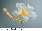 Delicate white and yellow amaryllis flower blooming elegantly. Стоковое AI-изображение, AI-художник Иван Рябоконь / Фотобанк Лори