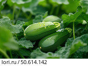 Fresh zucchinis glisten with morning dew as they rest among lush, textured leaves in a vibrant green garden, capturing the essence of organic abundance. Стоковое AI-изображение, AI-художник Nart / Фотобанк Лори