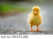 Small yellow gosling standing on asphalt road. Стоковое AI-изображение, AI-художник Иван Рябоконь / Фотобанк Лори