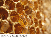 Honeycomb with bees and larvae creating golden nectar. Стоковое AI-изображение, AI-художник Иван Рябоконь / Фотобанк Лори