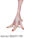 Chicken leg with clawed toes. Стоковое фото, фотограф Дмитрий Киселёв / Фотобанк Лори