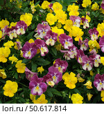 Viola tricolor (Wild Pansy) flower field, dense yellow and burgundy blooms for botanical wallpapers and floral designs. Стоковое фото, фотограф Елена  Попкова / Фотобанк Лори