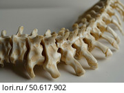 Artificial spine showing vertebrae, intervertebral discs, and spinal processes. Стоковое AI-изображение, AI-художник Иван Рябоконь / Фотобанк Лори