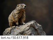 Yellow bellied marmot standing on a rock and looking up. Стоковое AI-изображение, AI-художник Иван Рябоконь / Фотобанк Лори