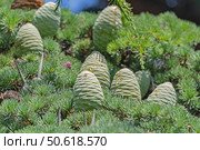 Красивые зеленые шишки на хвойном дереве в старом парке. Beautiful green cones on a coniferous tree in the old park. Стоковое фото, фотограф Татьяна Д / Фотобанк Лори