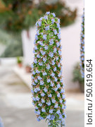 Rare, tall bush (Echium candicans) with blue flowers growing in a flowerbed close-up. Стоковое фото, фотограф Татьяна Ляпи / Фотобанк Лори