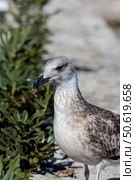Big sea gull (Larus marinus) on a stone fence by the lake. Стоковое фото, фотограф Татьяна Ляпи / Фотобанк Лори