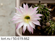 Succulent prickly, plant (Echinоpsis) with delicate flowers grows close-up. Стоковое фото, фотограф Татьяна Ляпи / Фотобанк Лори