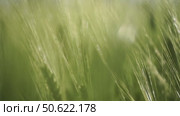 Wheat green field agriculture. The wind sways ears of barley wheat in the field, waves of crops at sunset. Agricultural business. Стоковое видео, видеограф svetograph / Фотобанк Лори