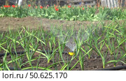 Sprinkler watering of young garlic seedlings in a garden bed. Selective focus. Camera panning. Стоковое видео, видеограф Александр Прошкин / Фотобанк Лори
