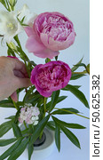 Vertical video of female hand placing white bellflower in floral arrangement of seasonal garden fresh flowers of pink peonies and carnations on kenzan in ceramic bowl. Beautiful summer still life. Стоковое видео, видеограф Виктория Катьянова / Фотобанк Лори