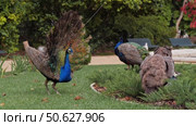 Peacock with fanned tail leads group of peafowls in landscaped area with benches and greenery. Стоковое видео, видеограф PAv / Фотобанк Лори