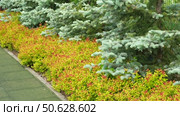 Frontyard Paver Walkway. Beautiful Ornamental Garden landscape design. Path made of natural stones, gravel. Landscaping modern trend. Lawn, shrubbery in the backyard. Abundance Of Plants Shrubs, Trees. Стоковое видео, видеограф Марина Демидюк / Фотобанк Лори