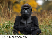 A young gorilla sits in a meditation-like pose with his eyes closed against an autumn landscape of yellow and orange foliage. The calm expression on his face and relaxed body position create a sense of peace, concentration and inner harmony. The photograph combines elements of wildlife, humor and philosophical symbolism, making it ideal for use in the themes of mindfulness, relaxation, zen practices and balance with nature. Стоковое AI-изображение, AI-художник Анна Кривицкая / Фотобанк Лори