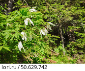 Flowering wild siberian vine Atragene sibirica. Стоковое фото, фотограф Саблин Станислав / Фотобанк Лори