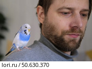 Budgerigar playing with handsome man. Budgie. Funny blue purple parakeet sitting on owner head. Cute violet tamed bird having fun with people. Friendship, relationship with Pets. Cute domestic animals. Стоковое фото, фотограф Марина Демидюк / Фотобанк Лори