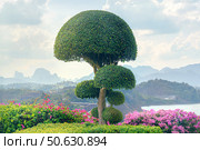 Beautiful Bodhi tree, symbol Buddhism and meditation round lush crown in Khao Sok Park Thailand on observation deck at Dam Khao Sok Park. Landscaping, shrub cutting and garden maintenance gardeners. Стоковое фото, фотограф Владимир Разгуляев / Фотобанк Лори