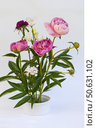 Beautiful floral arrangement of seasonal fresh garden flowers pink peonies, bellflowers and carnations on kenzan in lowvase in traditional ikebana style on white background. Floral design as a hobby. Стоковое фото, фотограф Виктория Катьянова / Фотобанк Лори