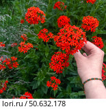 Lychnis chalcedonica or Silene Hand gently holding vibrant red flowers amidst lush green foliage, beauty of nature and joy of gardening in serene environment , Maltese-cross, scarlet lychnis. Стоковое фото, фотограф Елена Гоосен / Фотобанк Лори