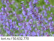 Nepeta Racemosa or catnip - flowering plant used in the landscape design. Стоковое фото, фотограф Володина Ольга / Фотобанк Лори