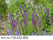 Blooming Salvia Superba on a nature. Стоковое фото, фотограф Володина Ольга / Фотобанк Лори